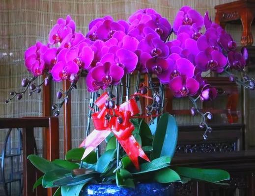 哪种花具有转运的含义？转运花有哪些？