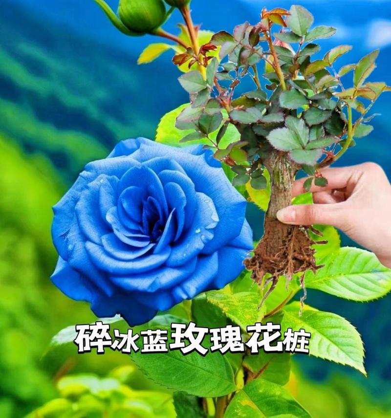 潮汕蓝色的花寓意是什么？潮汕地区蓝色花卉的特殊含义是什么？