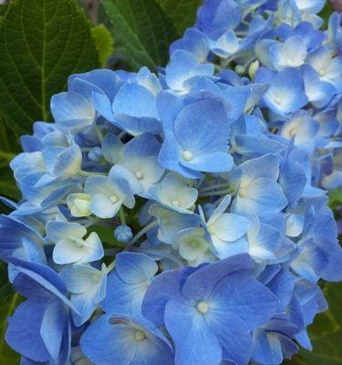 潮汕蓝色的花寓意是什么？潮汕地区蓝色花卉的特殊含义是什么？