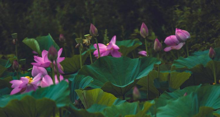 夏荷花语有哪些独特之处？夏荷的花语代表了什么？