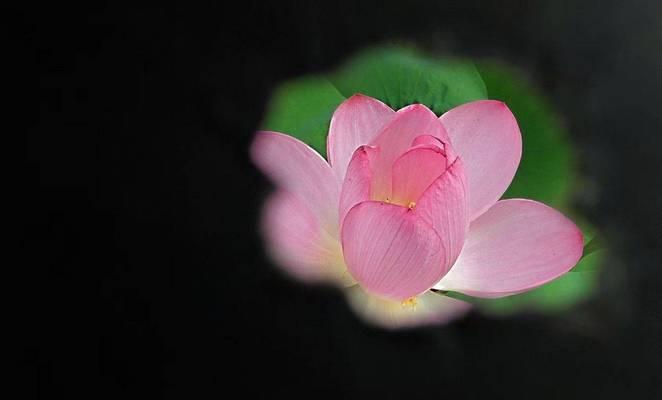 夏荷花语有哪些独特之处？夏荷的花语代表了什么？