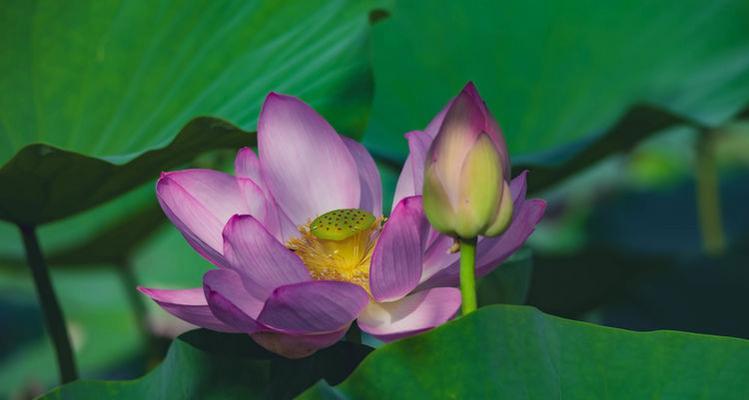 夏荷花语有哪些独特之处？夏荷的花语代表了什么？