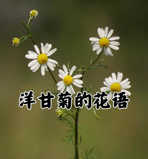 纯真爱情的象征花朵有哪些？
