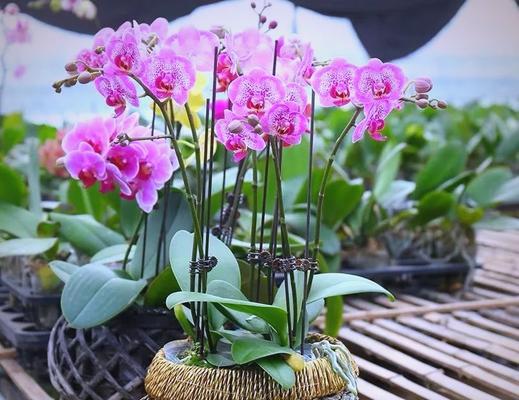 家中六朵花代表什么？寓意解读！
