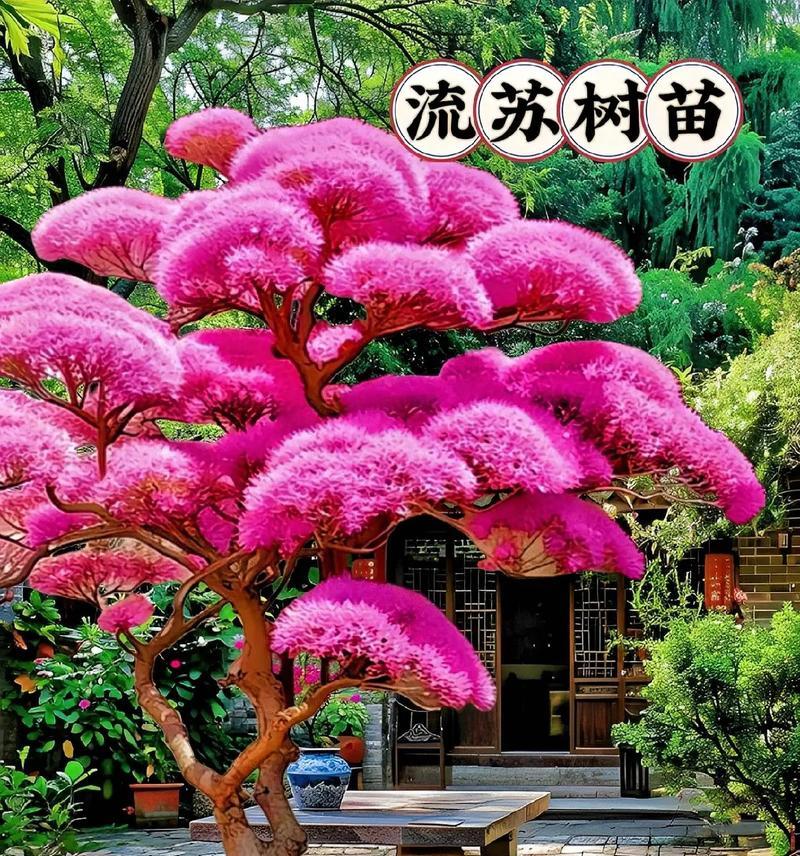 粉色流苏花的寓意是什么？粉色流苏花在装饰中的作用是什么？