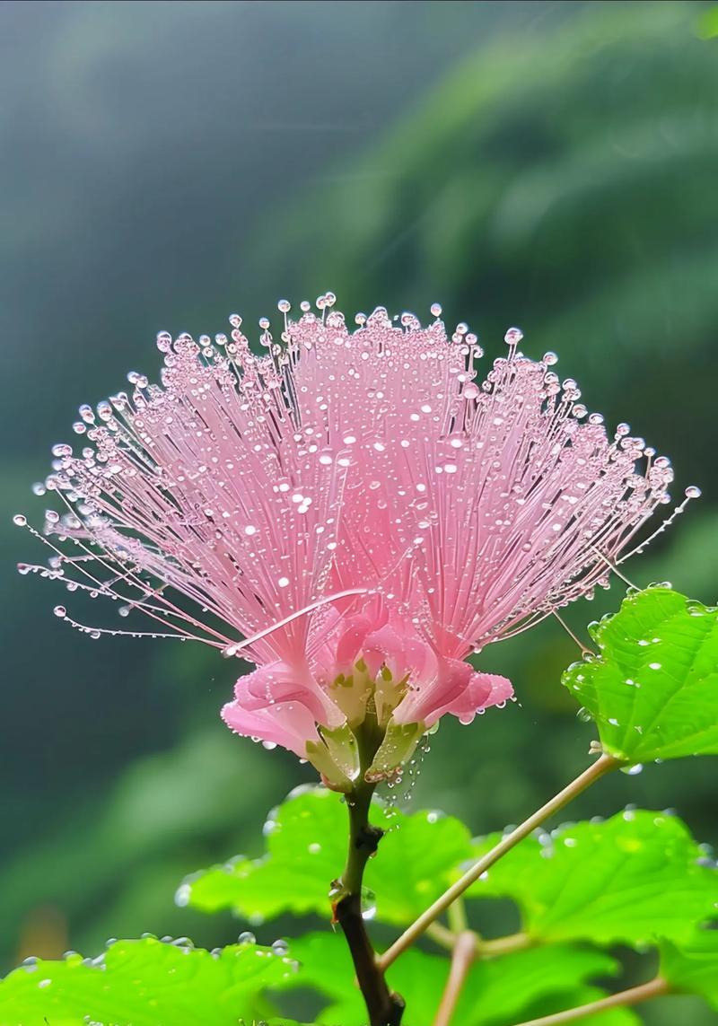 粉色流苏花的寓意是什么？粉色流苏花在装饰中的作用是什么？