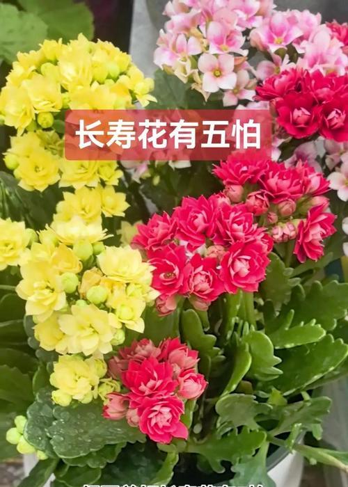 长寿花卉有哪些？它们各自代表什么？