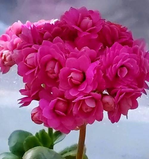长寿花卉有哪些？它们各自代表什么？