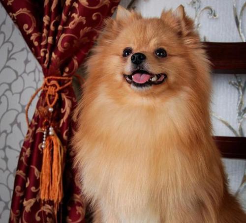 花象征忠义之犬有哪些？