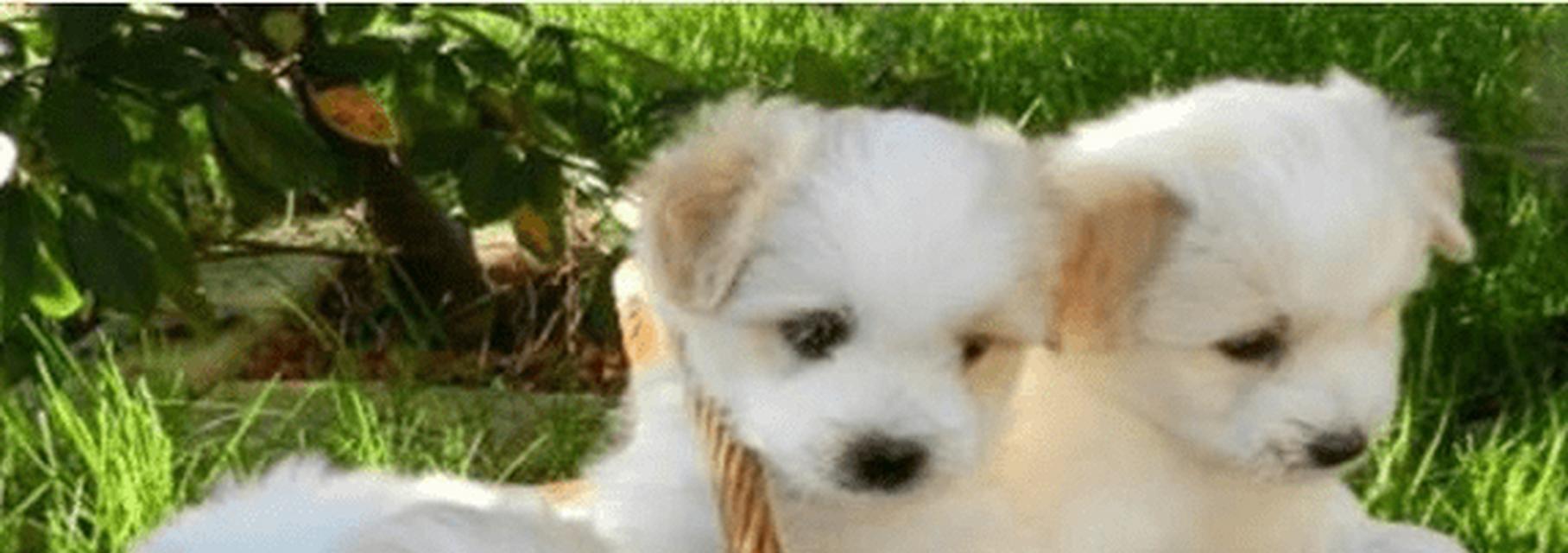 花象征忠义之犬有哪些？
