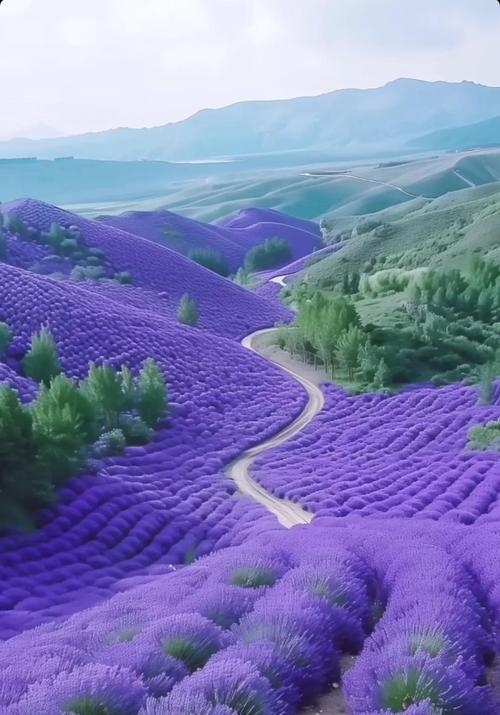 薰衣草的花语有哪些含义？薰衣草的象征意义是什么？