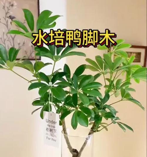 好养且寓意好的水培花有哪些？