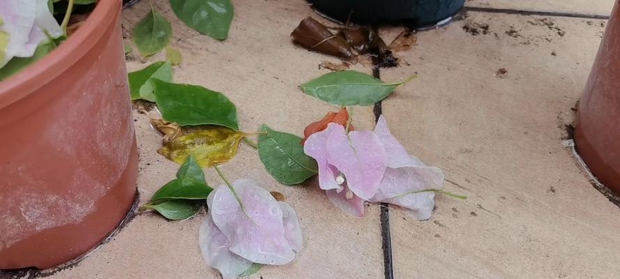 无情象征的花有哪些？