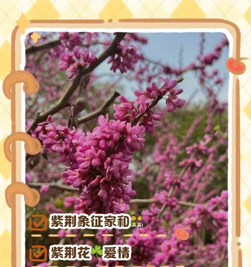 背叛的花语代表什么？花卉与情感的复杂关系。