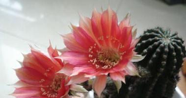 荆棘中花朵的深层含义是什么？