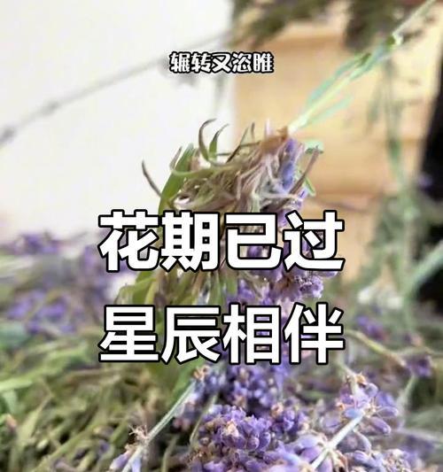 表达错过用什么花？错过花语代表的花是哪种？