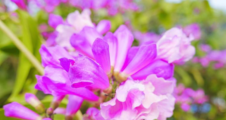 表达错过用什么花？错过花语代表的花是哪种？