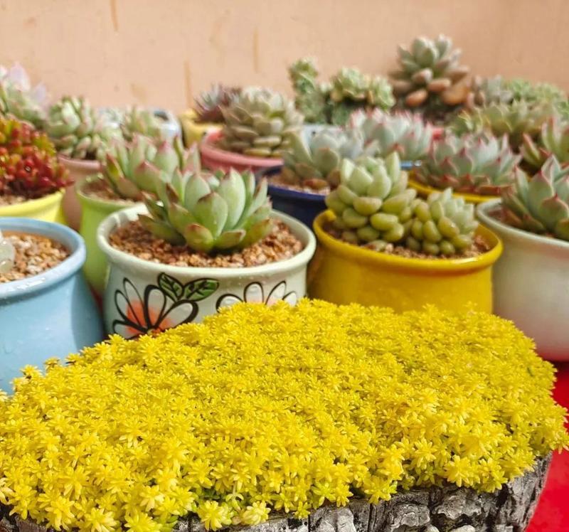 寓意富贵招财的花有哪些？哪些花卉被认为能带来财富和繁荣？