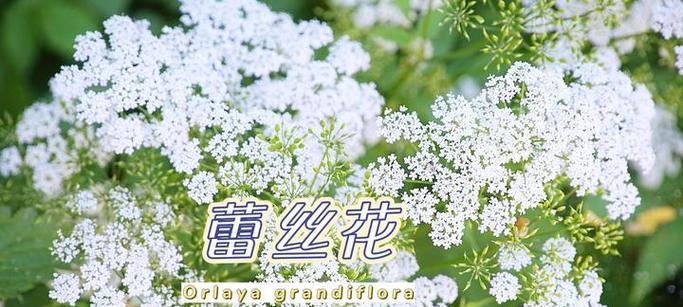 雪珠花花语代表什么？雪珠花在冬季的意义是什么？