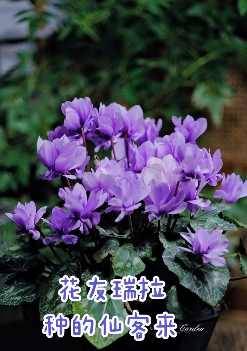 雪珠花花语代表什么？雪珠花在冬季的意义是什么？