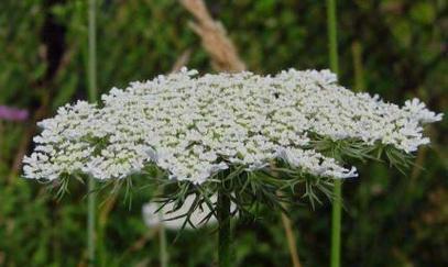 雪珠花花语代表什么？雪珠花在冬季的意义是什么？