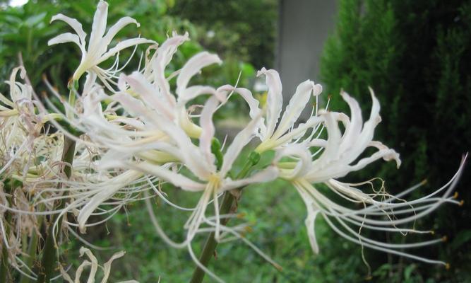 白色彼岸花象征着什么？
