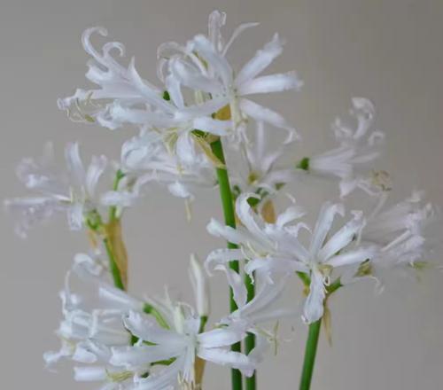 白色彼岸花象征着什么？