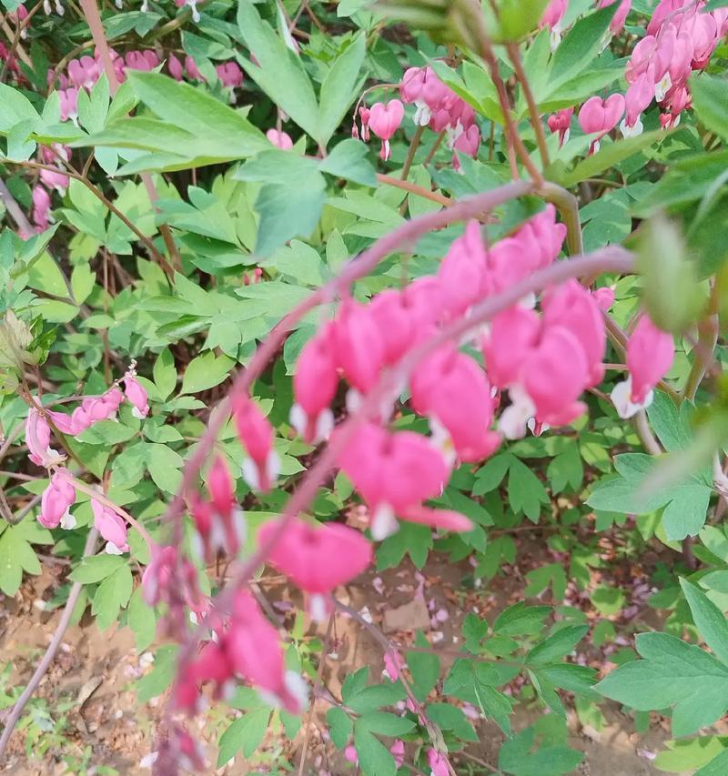 四月花卉的花语和开放的花有哪些？
