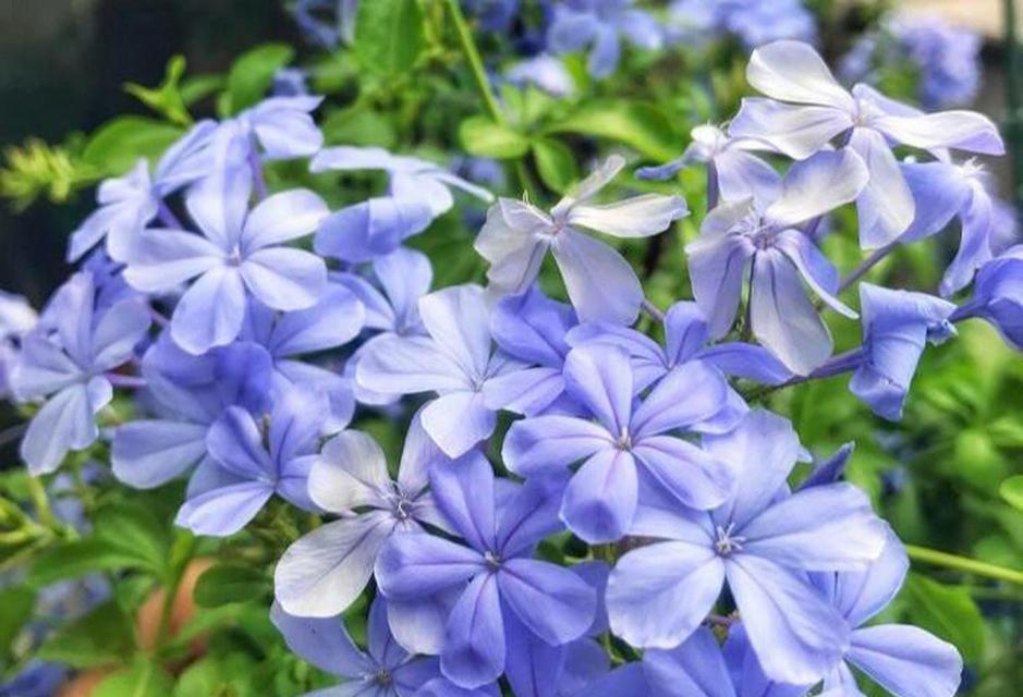 双蓝色的花象征着什么？双色花的寓意是什么？