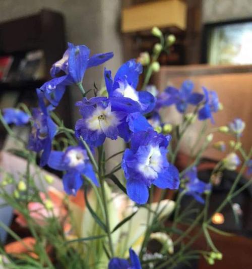 双蓝色的花象征着什么？双色花的寓意是什么？