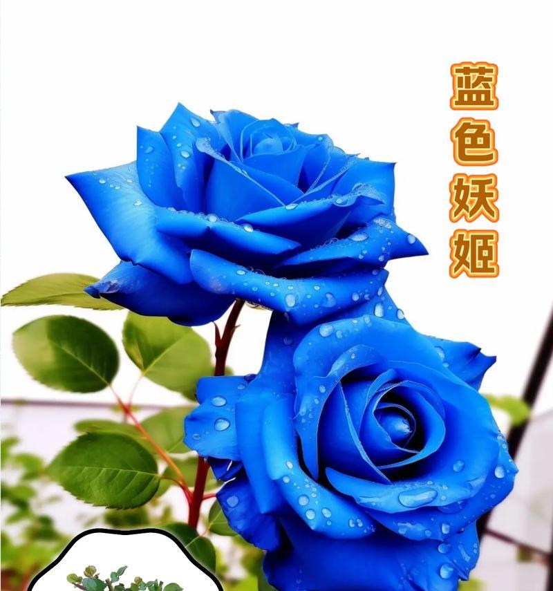 双蓝色的花象征着什么？双色花的寓意是什么？