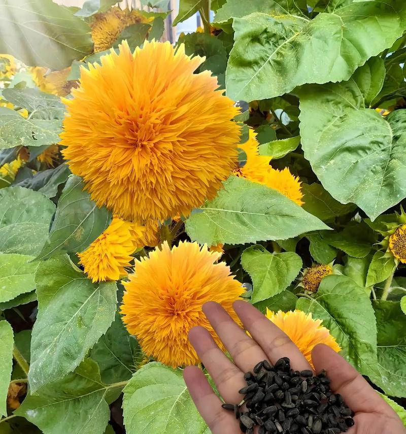 泰迪向日葵的花语是什么？泰迪向日葵的寓意有哪些？