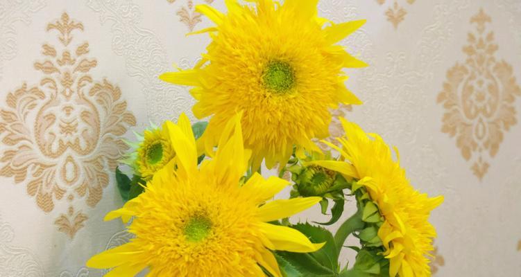 泰迪向日葵的花语是什么？泰迪向日葵的寓意有哪些？