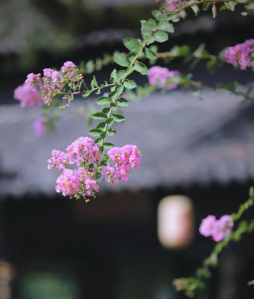 紫薇花戒指的象征意义是什么？