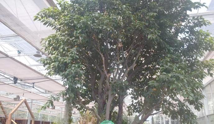 榕树花的含义和象征意义是什么？