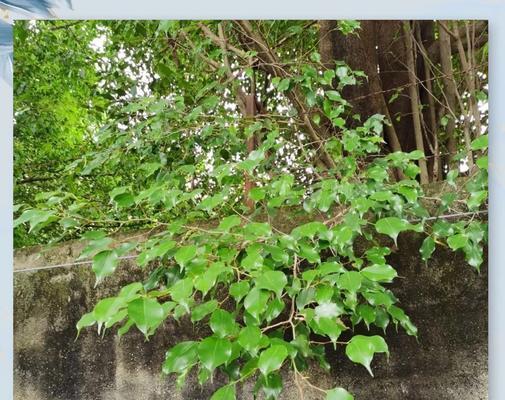 榕树花的含义和象征意义是什么？