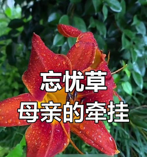 萱草花除了思念还有哪些含义？花语背后的故事是什么？