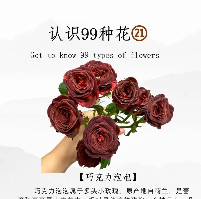 泡泡玫瑰花语是什么？泡泡玫瑰代表了哪些寓意？