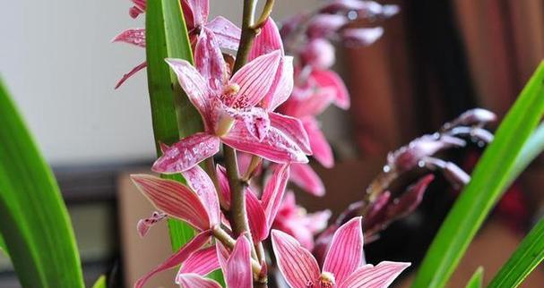 各种吉利的花有什么寓意？常见吉祥花卉的花语是什么？