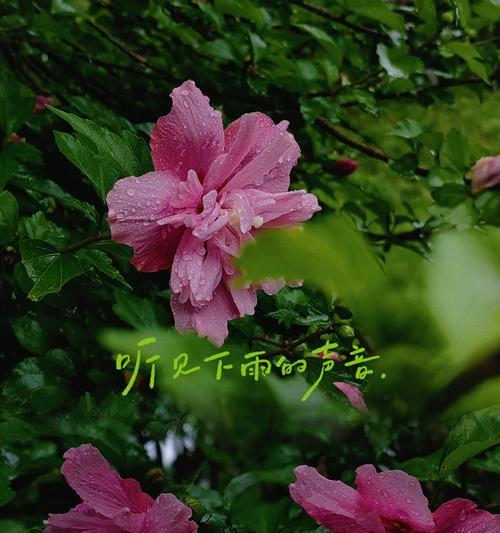 木槿花象征着什么？其花语背后的含义是什么？