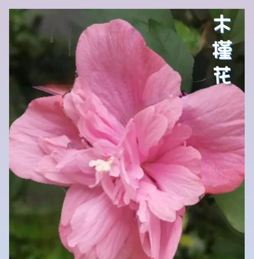 木槿花象征着什么？其花语背后的含义是什么？