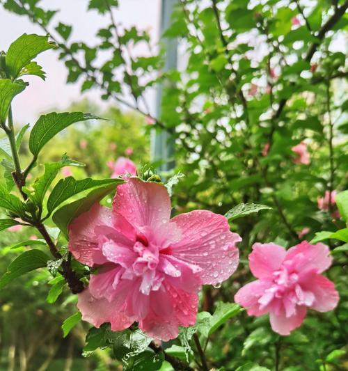 木槿花象征着什么？其花语背后的含义是什么？