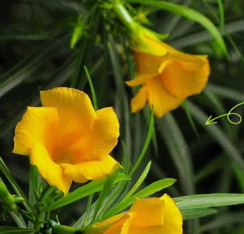 夹竹桃的花语是什么？探索自然界的双重面貌。