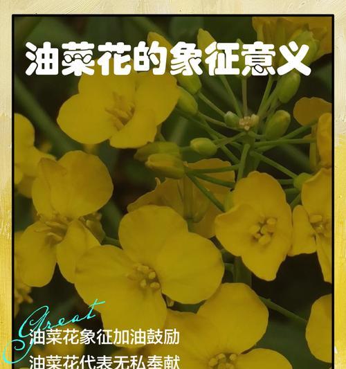 花的象征意义有哪些？花的象征意义代表什么？