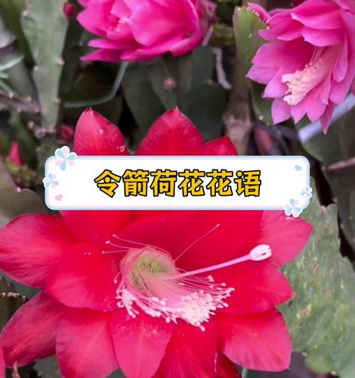 荷花花语是什么意思？荷花的花语有何含义？