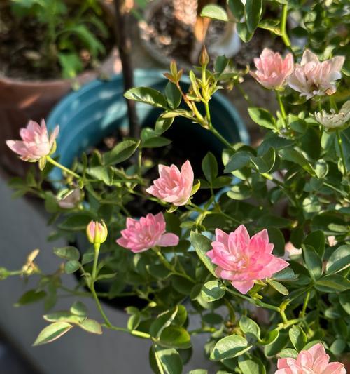 荷花花语是什么意思？荷花的花语有何含义？