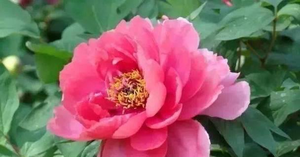 红色健康象征的花卉：哪些花代表健康与活力？