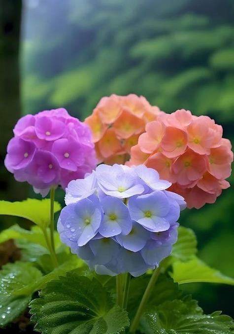 美好花代表什么寓意？美好花的象征意义是什么？