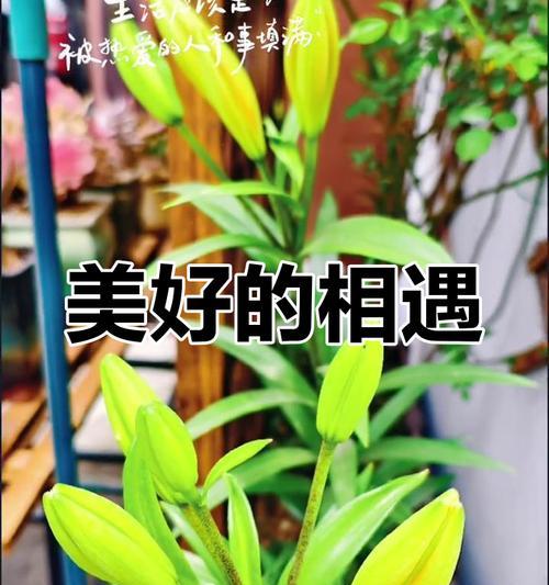 美好花代表什么寓意？美好花的象征意义是什么？
