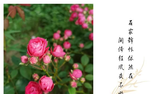 哪种花最能象征成功？花卉中有哪些代表成功的花语？